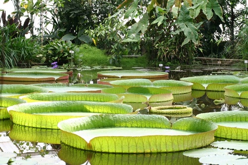 Les lotus de larges feuilles